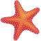 *StarfishR*