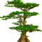 *Treecypress*