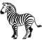 *Zebra*