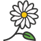 *Daisy2*