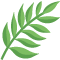 *Fern*