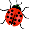 *Ladybug*