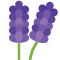 *Lavender*