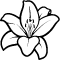 *Lily*