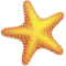 *StarfishY*